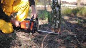 Best Commercial Tree Services  in Buena Vista, CO