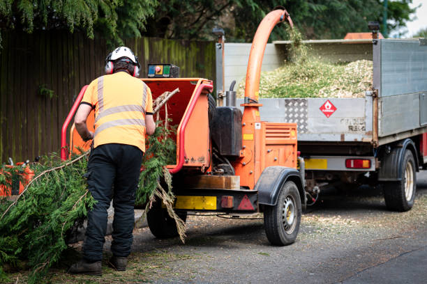 How Our Tree Care Process Works  in  Buena Vista, CO