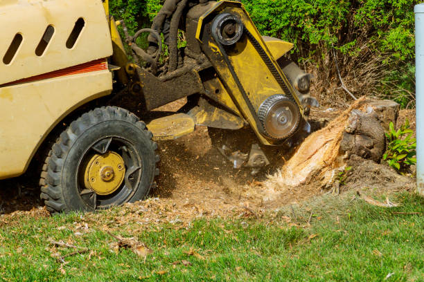 Best Lawn Pest Prevention  in Buena Vista, CO