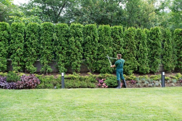 Best Root Management and Removal  in Buena Vista, CO