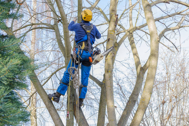 Best Emergency Tree Removal  in Buena Vista, CO