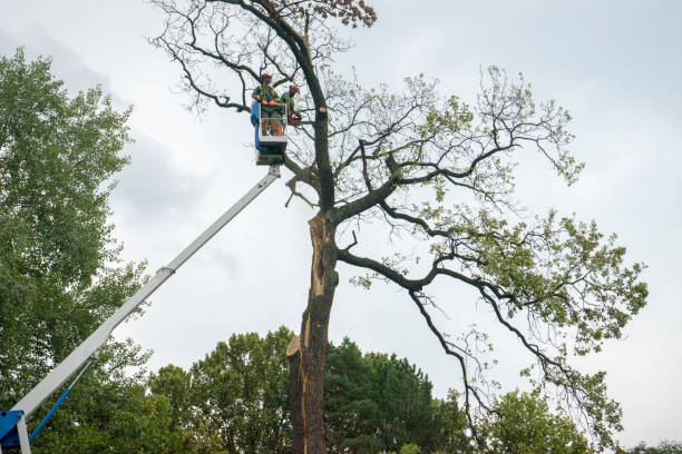 Best Seasonal Cleanup (Spring/Fall)  in Buena Vista, CO