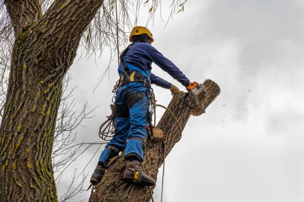 Best Tree Health Inspection  in Buena Vista, CO