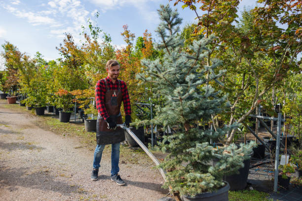 Professional Tree Services in Buena Vista, CO