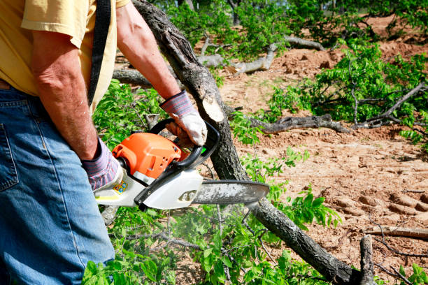 Best Lawn Mowing  in Buena Vista, CO